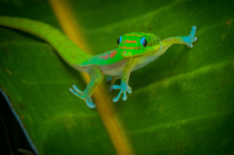 gecko on leaf